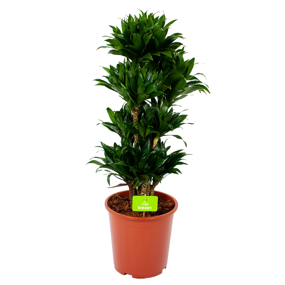 Dracaena Compacta - Vertakt - Drakenbloedboom - P27 H100 - Kamerplant 3 Dracaena Compacta - Vertakt - Drakenbloedboom - P27 H100 - Kamerplant