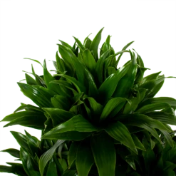 Dracaena Compacta - Vertakt - Drakenbloedboom - P27 H100 - Kamerplant 7 Dracaena Compacta - Vertakt - Drakenbloedboom - P27 H100 - Kamerplant -Natur Bloemen Winkel dracaena compacta vertakt drakenbloedboom p27 h100 5 1
