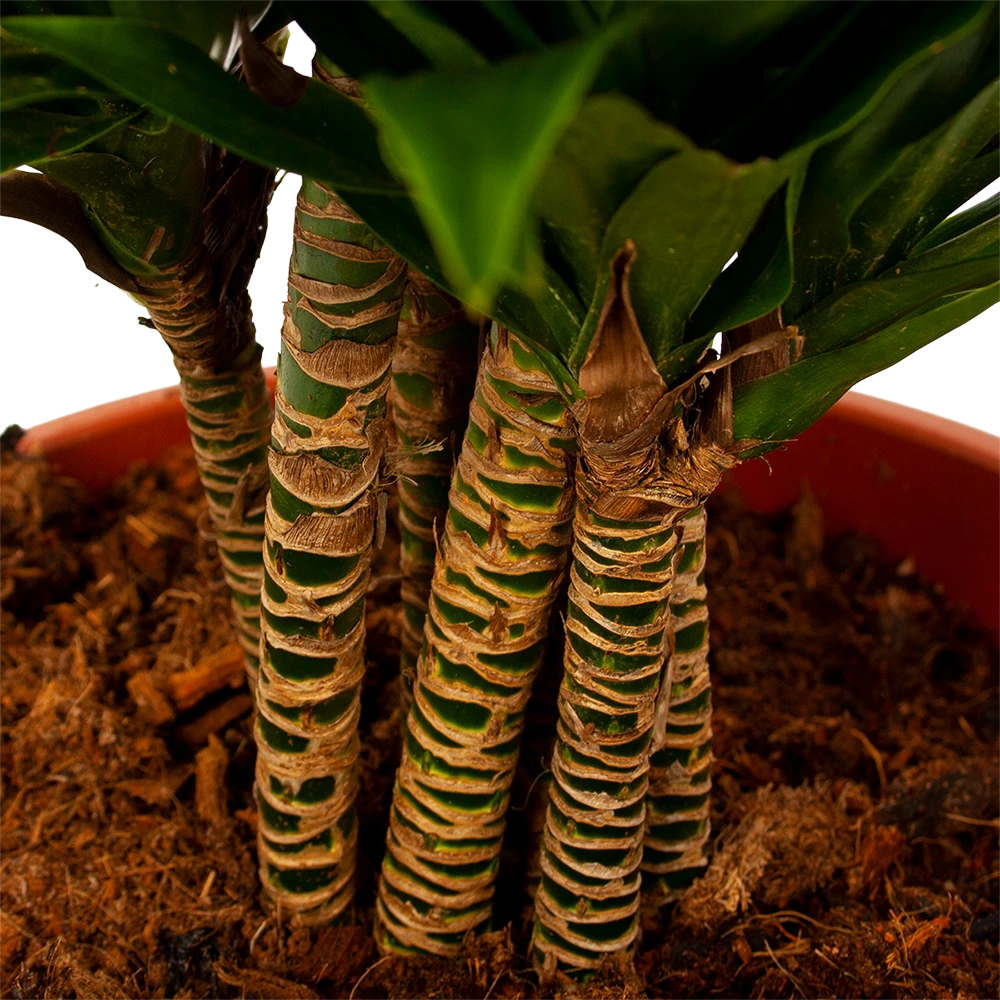 Dracaena Compacta - Vertakt - Drakenbloedboom - P27 H100 - Kamerplant 5 Dracaena Compacta - Vertakt - Drakenbloedboom - P27 H100 - Kamerplant - Afbeelding 3