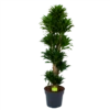 Dracaena Compacta - Vertakt - Drakenbloedboom - P34 H170 - Kamerplant 2 Dracaena Compacta - Vertakt - Drakenbloedboom - P34 H170 - Kamerplant -Natur Bloemen Winkel dracaena compacta vertakt drakenbloedboom p34 h170 1 1