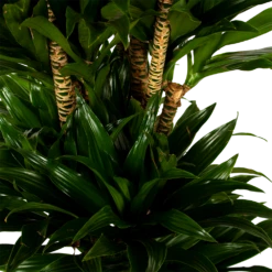 Dracaena Compacta - Vertakt - Drakenbloedboom - P34 H170 - Kamerplant 7 Dracaena Compacta - Vertakt - Drakenbloedboom - P34 H170 - Kamerplant -Natur Bloemen Winkel dracaena compacta vertakt drakenbloedboom p34 h170 5 1