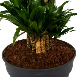 Dracaena Compacta - Vertakt - Drakenbloedboom - P34 H170 - Kamerplant 8 Dracaena Compacta - Vertakt - Drakenbloedboom - P34 H170 - Kamerplant -Natur Bloemen Winkel dracaena compacta vertakt drakenbloedboom p34 h170 6 1