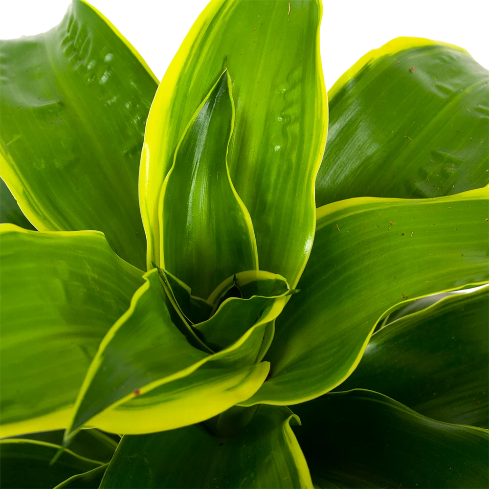 Dracaena Dorado - Drakenbloedboom - P17 H55 - Kamerplant 4 Dracaena Dorado - Drakenbloedboom - P17 H55 - Kamerplant - Afbeelding 2