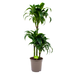 Dracaena Dorado - Op Stam - Drakenbloedboom - P21 H100 - Kamerplant
