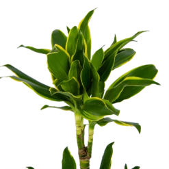 Dracaena Golden Coast - Op Stam - Drakenbloedboom - P19 H90 - Kamerplant 8 Dracaena Golden Coast - Op Stam - Drakenbloedboom - P19 H90 - Kamerplant -Natur Bloemen Winkel dracaena golden coast op stam drakenbloedboom p19 h90 kamerplant 4