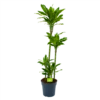 Dracaena Golden Coast - Op Stam - Drakenbloedboom - P27 H150 - Kamerplant -Natur Bloemen Winkel dracaena golden coast op stam drakenbloedboom p27 h150 1