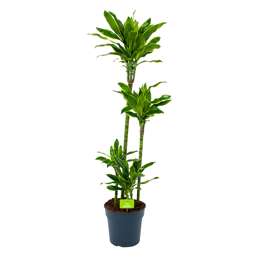 Dracaena Golden Coast - Op Stam - Drakenbloedboom - P27 H150 - Kamerplant 3 Dracaena Golden Coast - Op Stam - Drakenbloedboom - P27 H150 - Kamerplant