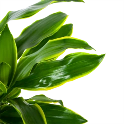 Dracaena Golden Coast - Op Stam - Drakenbloedboom - P27 H150 - Kamerplant 8 Dracaena Golden Coast - Op Stam - Drakenbloedboom - P27 H150 - Kamerplant -Natur Bloemen Winkel dracaena golden coast op stam drakenbloedboom p27 h150 6