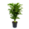 Dracaena Golden Coast - Vertakt - Drakenbloedboom - P21 H80 - Kamerplant -Natur Bloemen Winkel dracaena golden coastdrakenbloedboom p21 h80 4
