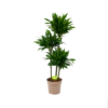 Dracaena Green Jewel - Op Stam - Drakenbloedboom - P28 H140 - Kamerplant 2 Dracaena Green Jewel - Op Stam - Drakenbloedboom - P28 H140 - Kamerplant -Natur Bloemen Winkel dracaena green jewel op stam drakenbloedboom p28 h140 1