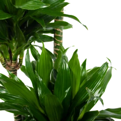Dracaena Green Jewel - Op Stam - Drakenbloedboom - P28 H140 - Kamerplant -Natur Bloemen Winkel dracaena green jewel op stam drakenbloedboom p28 h140 6