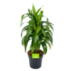 Dracaena Hawaiiana - Vertrakt - Drakenbloedboom - P21 H80 - Kamerplant -Natur Bloemen Winkel dracaena hawaiiana vertrakt drakenbloedboom p21 h80 1 3