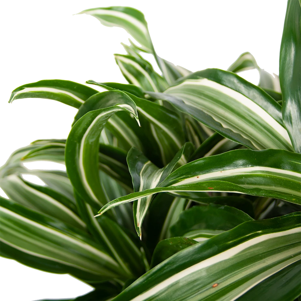 Dracaena Jade Jewel - Op Stam - Drakenbloedboom - P24 H100 - Kamerplant 4 Dracaena Jade Jewel - Op Stam - Drakenbloedboom - P24 H100 - Kamerplant - Afbeelding 2