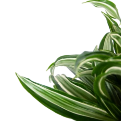 Dracaena Jade Jewel - Op Stam - Drakenbloedboom - P24 H100 - Kamerplant 9 Dracaena Jade Jewel - Op Stam - Drakenbloedboom - P24 H100 - Kamerplant -Natur Bloemen Winkel dracaena jade jewel op stam drakenbloedboom p24 h100 5