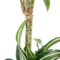 Dracaena Jade Jewel - Op Stam - Drakenbloedboom - P24 H100 - Kamerplant 10 Dracaena Jade Jewel - Op Stam - Drakenbloedboom - P24 H100 - Kamerplant -Natur Bloemen Winkel dracaena jade jewel op stam drakenbloedboom p24 h100 6