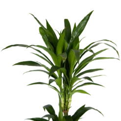 Dracaena Janet Craig - Op Stam - Drakenbloedboom - P24 H140 - Kamerplant -Natur Bloemen Winkel dracaena janet craig op stam drakenbloedboom p24 h140 kamerplant 4