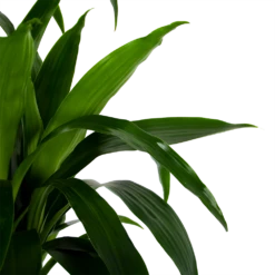 Dracaena Janet Craig - Op Stam - Drakenbloedboom - P34 H170 - Kamerplant 8 Dracaena Janet Craig - Op Stam - Drakenbloedboom - P34 H170 - Kamerplant -Natur Bloemen Winkel dracaena janet craig op stam drakenbloedboom p34 h170 6 1