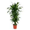 Dracaena Janet Craig - Vertrakt - Drakenbloedboom - P24 H110 - Kamerplant 2 Dracaena Janet Craig - Vertrakt - Drakenbloedboom - P24 H110 - Kamerplant -Natur Bloemen Winkel dracaena janet craig vertrakt drakenbloedboom p24 h110 kamerplant 1