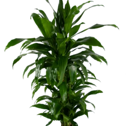Dracaena Janet Craig - Vertrakt - Drakenbloedboom - P24 H110 - Kamerplant -Natur Bloemen Winkel dracaena janet craig vertrakt drakenbloedboom p24 h110 kamerplant 3