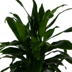 Dracaena Janet Craig - Vertrakt - Drakenbloedboom - P24 H110 - Kamerplant -Natur Bloemen Winkel dracaena janet craig vertrakt drakenbloedboom p24 h110 kamerplant 4