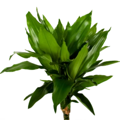 Dracaena Janet Lind - Op Stam - Drakenbloedboom - P21 H100 - Kamerplant 7 Dracaena Janet Lind - Op Stam - Drakenbloedboom - P21 H100 - Kamerplant -Natur Bloemen Winkel dracaena janet lind op stam drakenbloedboom p21 h100 5 1