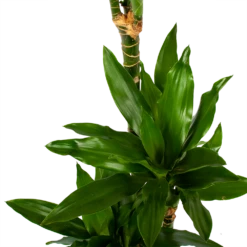 Dracaena Janet Lind - Op Stam - Drakenbloedboom - P21 H100 - Kamerplant 8 Dracaena Janet Lind - Op Stam - Drakenbloedboom - P21 H100 - Kamerplant -Natur Bloemen Winkel dracaena janet lind op stam drakenbloedboom p21 h100 6 1