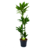 Dracaena Janet Lind - Op Stam - Drakenbloedboom - P27 H150 - Kamerplant 1 Dracaena Janet Lind - Op Stam - Drakenbloedboom - P27 H150 - Kamerplant -Natur Bloemen Winkel dracaena janet lind op stam drakenbloedboom p27 h150 1 1
