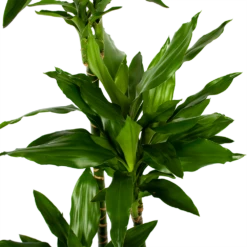 Dracaena Janet Lind - Op Stam - Drakenbloedboom - P27 H150 - Kamerplant 6 Dracaena Janet Lind - Op Stam - Drakenbloedboom - P27 H150 - Kamerplant -Natur Bloemen Winkel dracaena janet lind op stam drakenbloedboom p27 h150 5 1