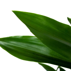 Dracaena Janet Lind - Vertakt - Drakenbloedboom - P21 H80 - Kamerplant -Natur Bloemen Winkel dracaena janet lind vertakt drakenbloedboom p21 h80 6