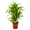 Dracaena Lemon Lime - Vertakt - Drakenbloedboom - P24 H110 - Kamerplant -Natur Bloemen Winkel dracaena lemon lime drakenbloedboom p24 h95 4