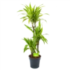 Dracaena Lemon Lime - Op Stam - Drakenbloedboom - P21 H100 - Kamerplant -Natur Bloemen Winkel dracaena lemon lime op stam drakenbloedboom p21 h100 1 1