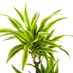 Dracaena Lemon Lime - Op Stam - Drakenbloedboom - P21 H100 - Kamerplant -Natur Bloemen Winkel dracaena lemon lime op stam drakenbloedboom p21 h100 5 1