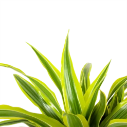 Dracaena Lemon Lime - Op Stam - Drakenbloedboom - P21 H100 - Kamerplant -Natur Bloemen Winkel dracaena lemon lime op stam drakenbloedboom p21 h100 6 1