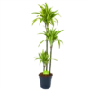 Dracaena Lemon Lime - Op Stam - Drakenbloedboom - P24 H150 - Kamerplant 1 Dracaena Lemon Lime - Op Stam - Drakenbloedboom - P24 H150 - Kamerplant -Natur Bloemen Winkel dracaena lemon lime op stam drakenbloedboom p24 h150 1