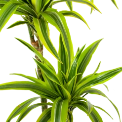 Dracaena Lemon Lime - Op Stam - Drakenbloedboom - P24 H150 - Kamerplant -Natur Bloemen Winkel dracaena lemon lime op stam drakenbloedboom p24 h150 5