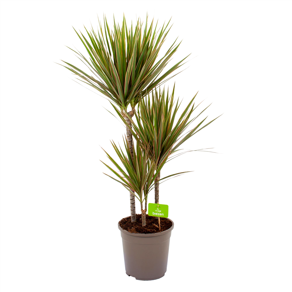 Dracaena Marginata Bicolor - Op Stam - Drakenbloedboom - P24 H120 - Kamerplant