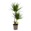 Dracaena Marginata Groen - Op Stam - Drakenbloedboom - P24 H120 - Kamerplant -Natur Bloemen Winkel dracaena marginata groen drakenbloedboom p24 h100 4