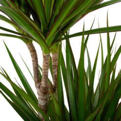 Dracaena Marginata Groen - Op Stam - Drakenbloedboom - P24 H120 - Kamerplant 6 Dracaena Marginata Groen - Op Stam - Drakenbloedboom - P24 H120 - Kamerplant -Natur Bloemen Winkel dracaena marginata groen drakenbloedboom p24 h100 5