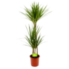 Dracaena Marginata Groen - Op Stam - Drakenbloedboom - P19 H120 - Kamerplant 2 Dracaena Marginata Groen - Op Stam - Drakenbloedboom - P19 H120 - Kamerplant -Natur Bloemen Winkel dracaena marginata groen op stam drakenbloedboom p19 h120 4 2