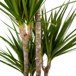 Dracaena Marginata Groen - Op Stam - Drakenbloedboom - P19 H120 - Kamerplant 6 Dracaena Marginata Groen - Op Stam - Drakenbloedboom - P19 H120 - Kamerplant -Natur Bloemen Winkel dracaena marginata groen op stam drakenbloedboom p19 h120 5 2