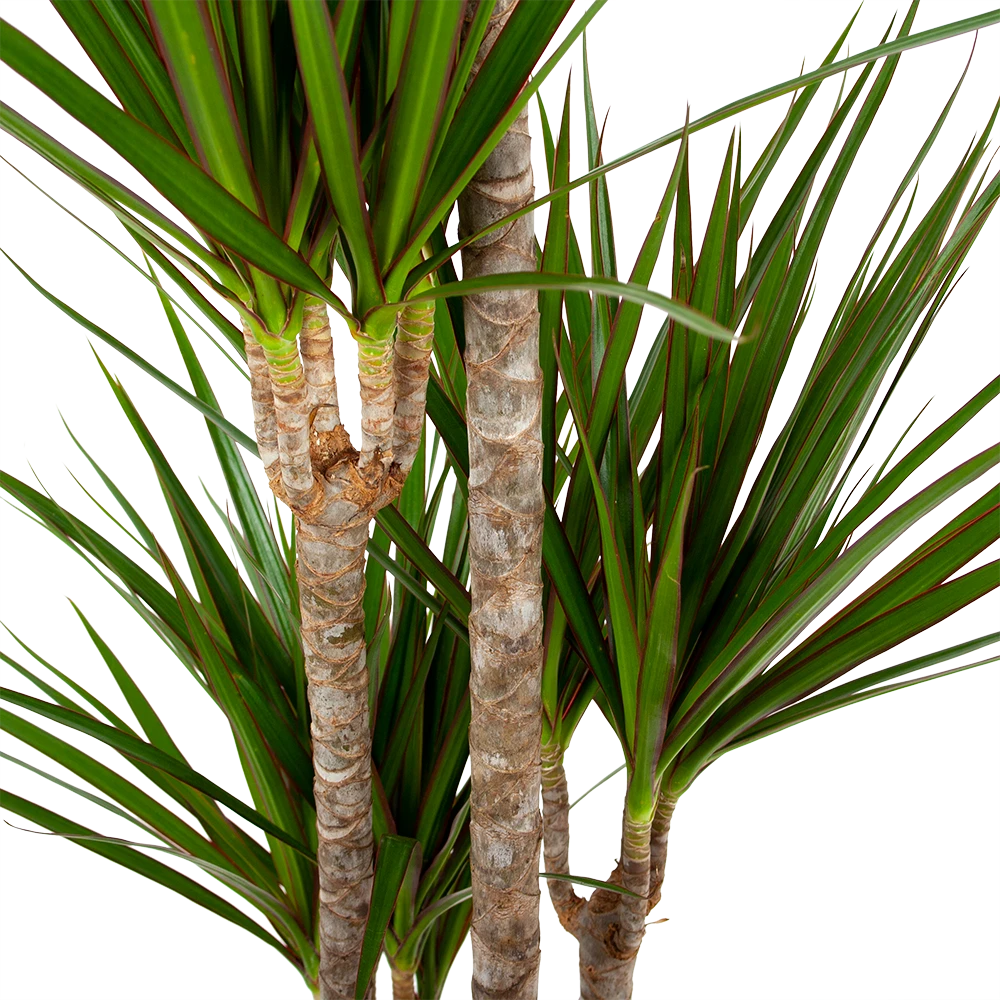 Dracaena Marginata Groen - Op Stam - Drakenbloedboom - P19 H120 - Kamerplant 4 Dracaena Marginata Groen - Op Stam - Drakenbloedboom - P19 H120 - Kamerplant - Afbeelding 2