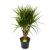 Dracaena Marginata Groen - Vertakt - Drakenbloedboom - P27 H120 - Kamerplant 2 Dracaena Marginata Groen - Vertakt - Drakenbloedboom - P27 H120 - Kamerplant -Natur Bloemen Winkel dracaena marginata groen vertakt drakenbloedboom p27 h120 1 3