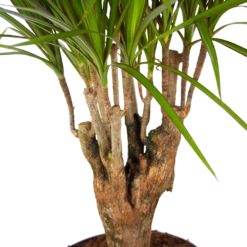 Dracaena Marginata Groen - Vertakt - Drakenbloedboom - P27 H120 - Kamerplant 7 Dracaena Marginata Groen - Vertakt - Drakenbloedboom - P27 H120 - Kamerplant -Natur Bloemen Winkel dracaena marginata groen vertakt drakenbloedboom p27 h120 5 3