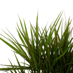 Dracaena Marginata Groen - Vertakt - Drakenbloedboom - P27 H120 - Kamerplant 8 Dracaena Marginata Groen - Vertakt - Drakenbloedboom - P27 H120 - Kamerplant -Natur Bloemen Winkel dracaena marginata groen vertakt drakenbloedboom p27 h120 6 3