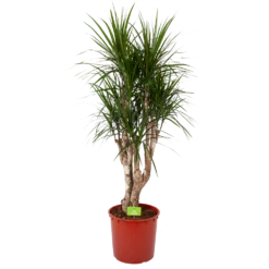 Dracaena Marginata Groen - Vertakt - Drakenbloedboom - P30 H140 - Kamerplant