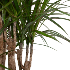 Dracaena Marginata Groen - Vertakt - Drakenbloedboom - P30 H140 - Kamerplant -Natur Bloemen Winkel dracaena marginata groen vertakt drakenbloedboom p30 h140 6