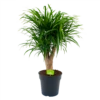 Dracaena Reflexa Anita - Enkele Stam - Drakenbloedboom - P21 H80 - Kamerplant -Natur Bloemen Winkel dracaena reflexa anita drakenbloedboom p21 h80 4