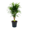 Dracaena Reflexa Anita - Enkele Stam - Drakenbloedboom-p24 H110 - Kamerplant 1 Dracaena Reflexa Anita - Enkele Stam - Drakenbloedboom-p24 H110 - Kamerplant -Natur Bloemen Winkel dracaena reflexa anita drakenbloedboom p24 h110 4