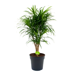 Dracaena Reflexa Anita - Enkele Stam - Drakenbloedboom-p24 H110 - Kamerplant