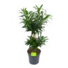 Dracaena Reflexa - Vertakt - Drakenbloedboom - P24 H90 - Kamerplant -Natur Bloemen Winkel dracaena reflexa vertakt drakenbloedboom p24 h90 1 3